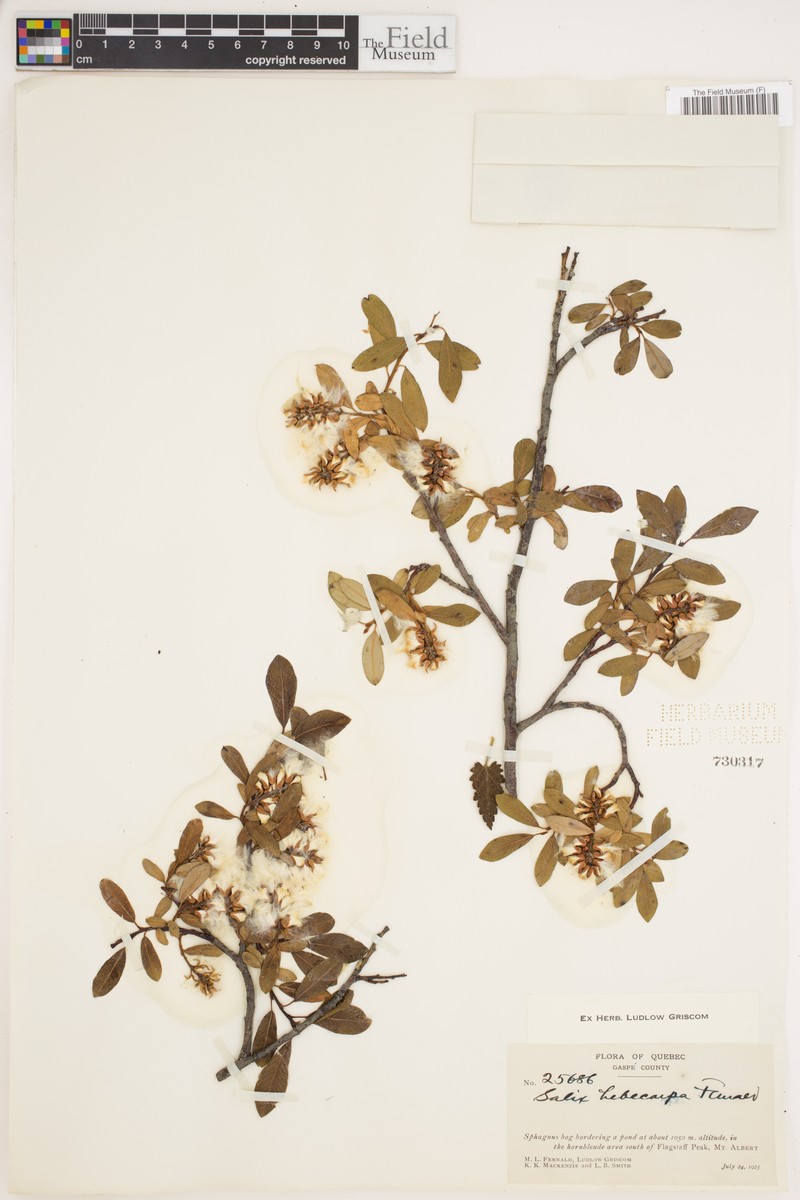 Salix × hebecarpa photo 6