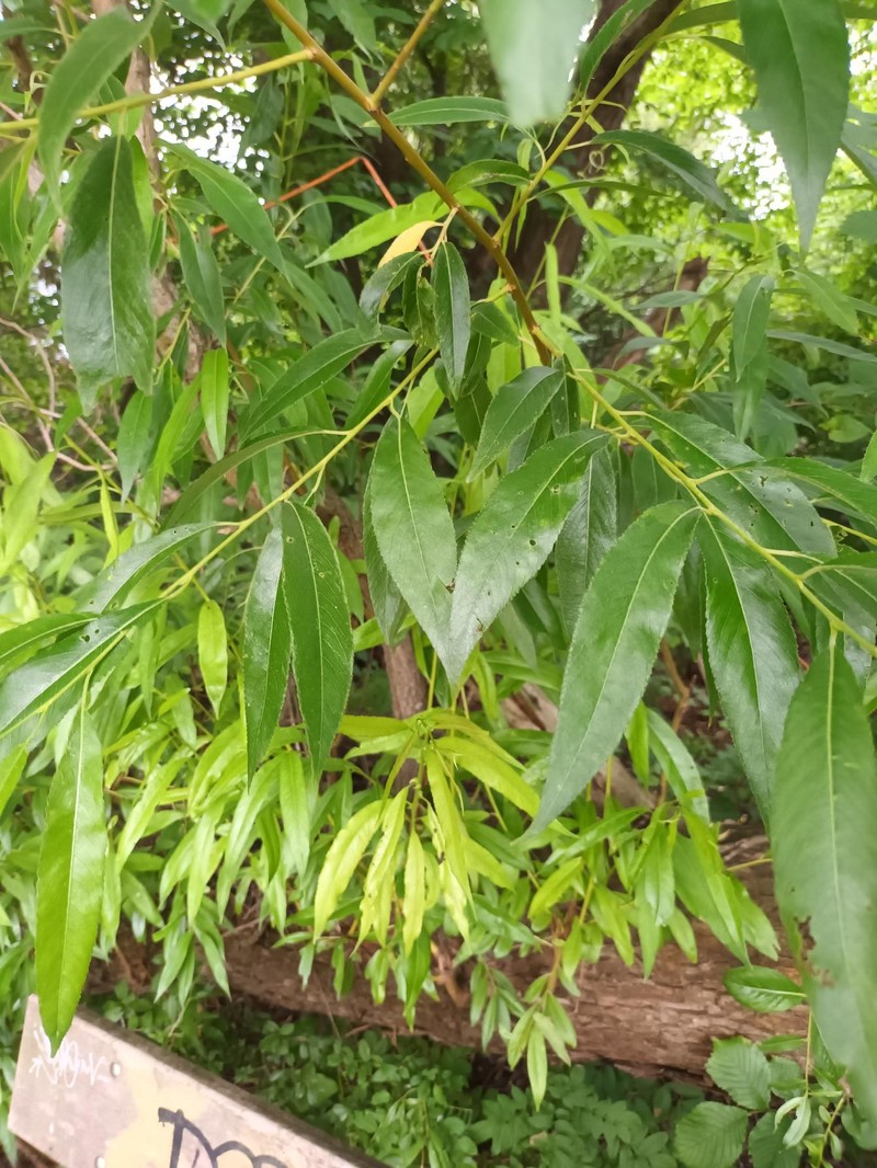 Salix × hexandra