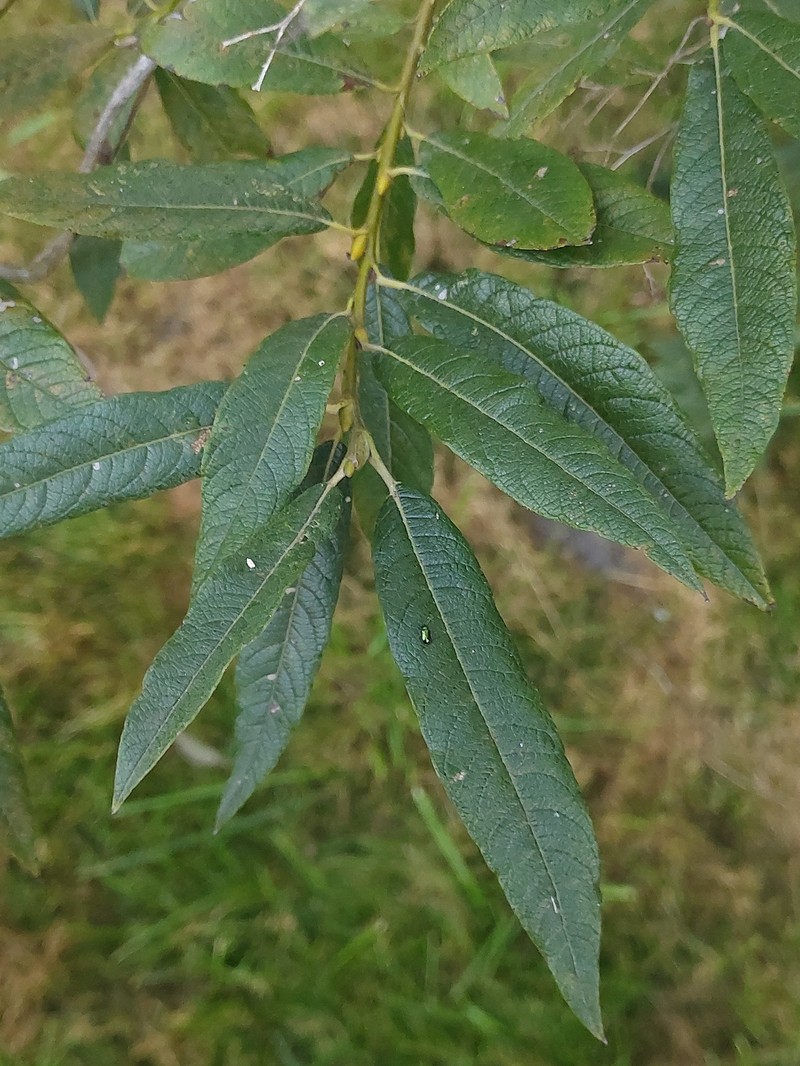 Salix × holosericea