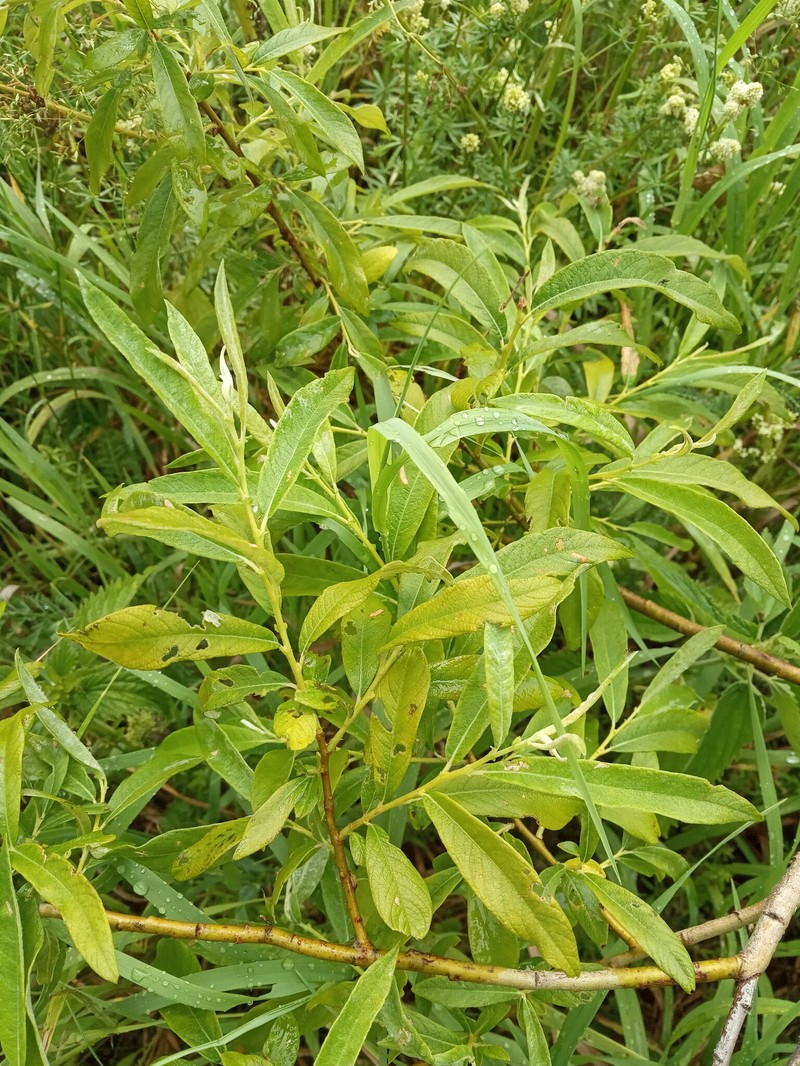 Salix × holosericea photo 3