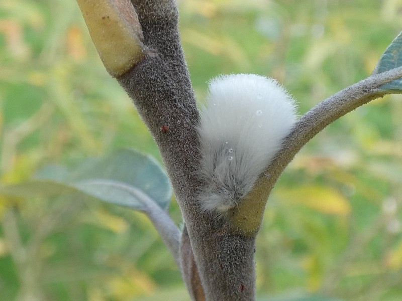 Salix × holosericea photo 4