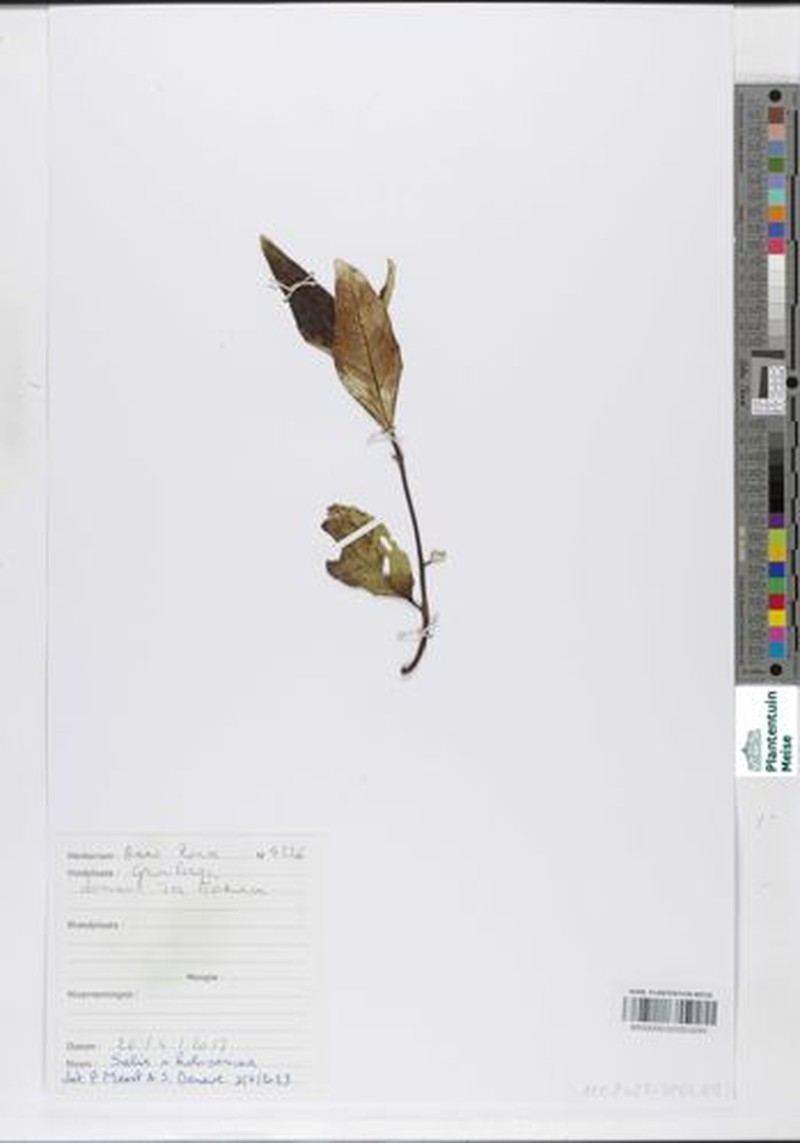 Salix × holosericea photo 5