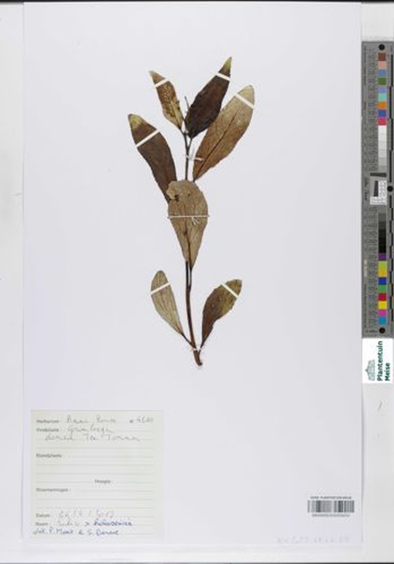 Salix × holosericea photo 6