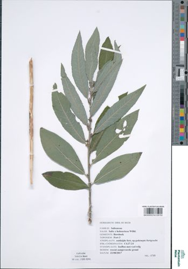Salix × holosericea photo 7