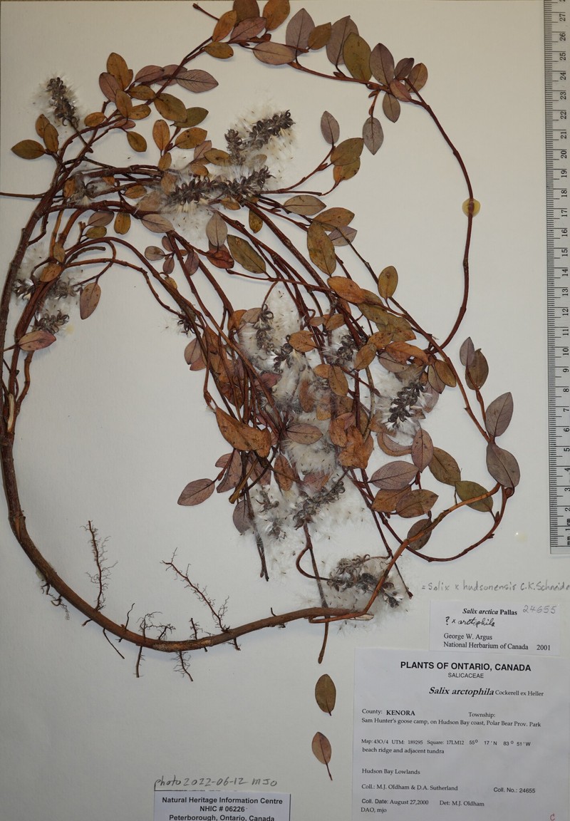 Salix × hudsonensis