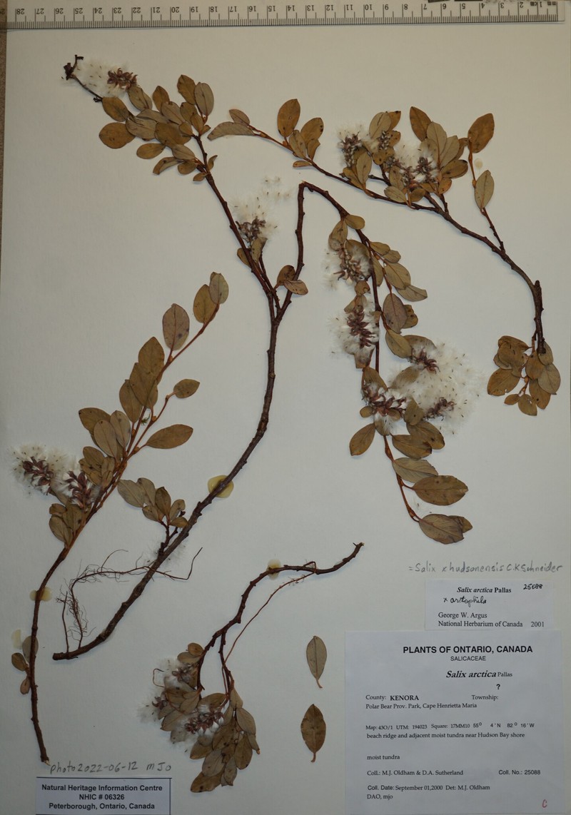 Salix × hudsonensis photo 2