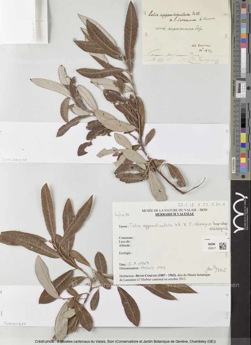 Salix × intermedia