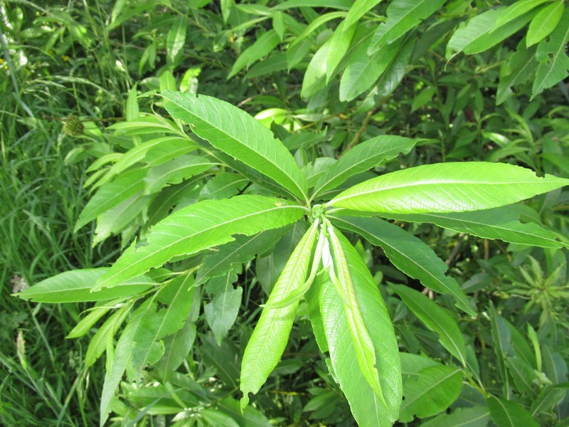 Salix × koidzumii