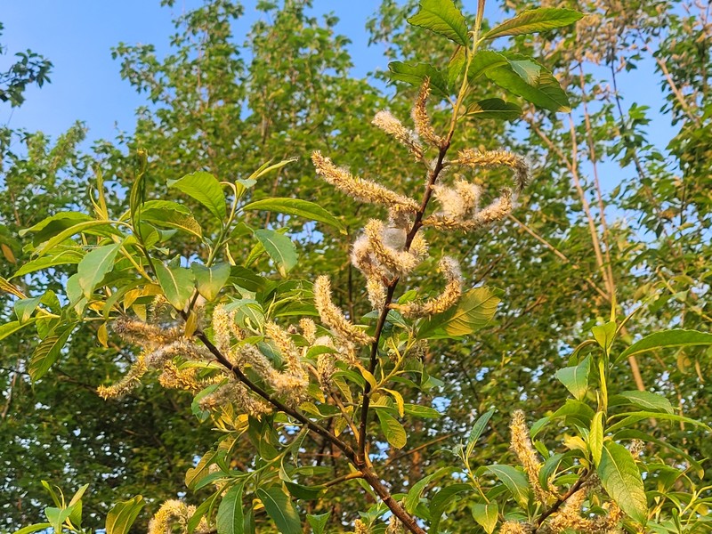Salix × koidzumii photo 2