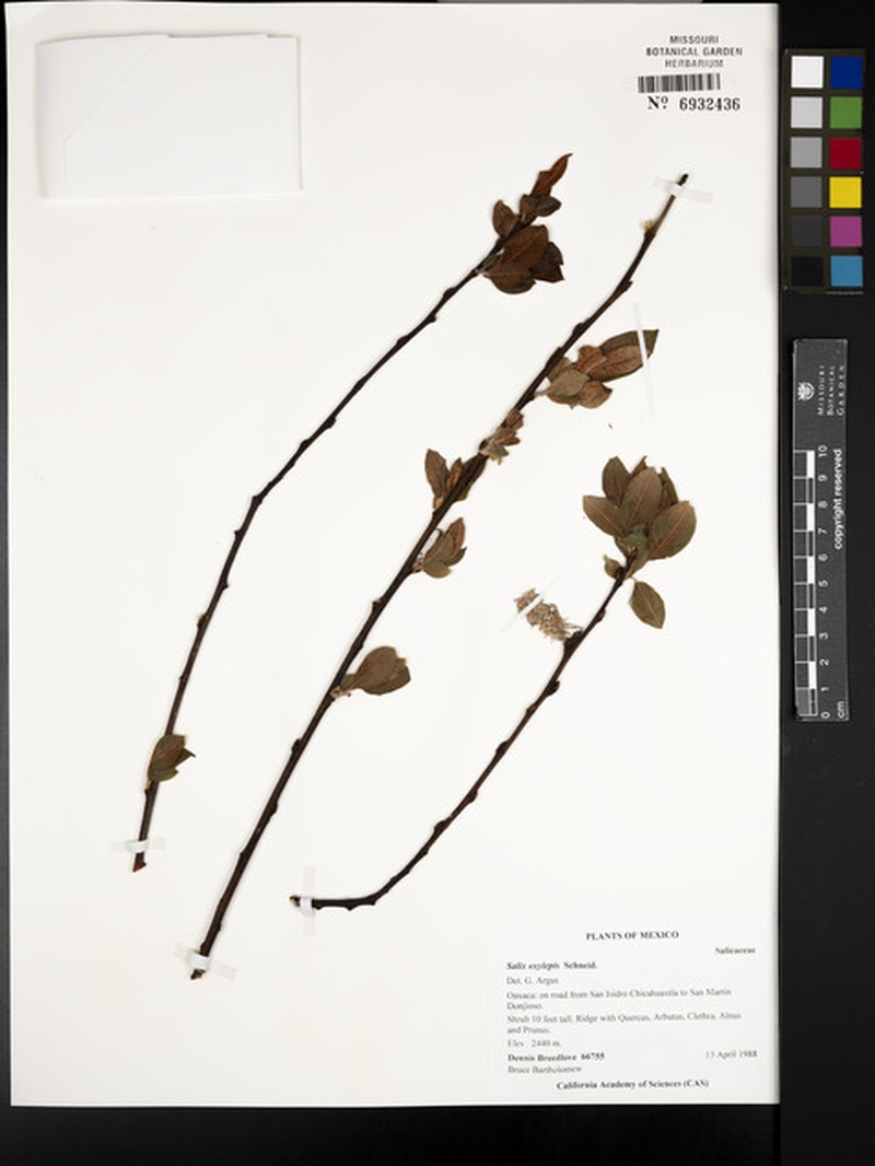 Salix × latifolia