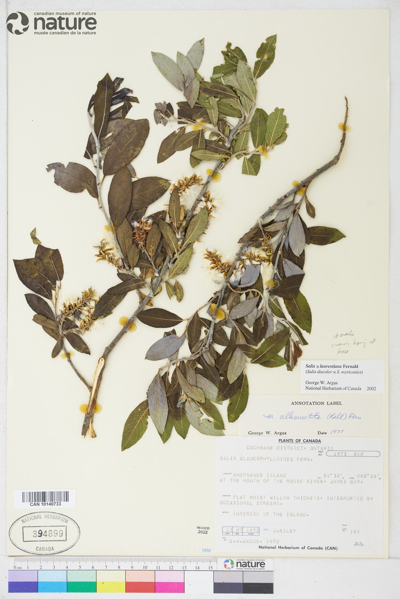 Laurent's Willow