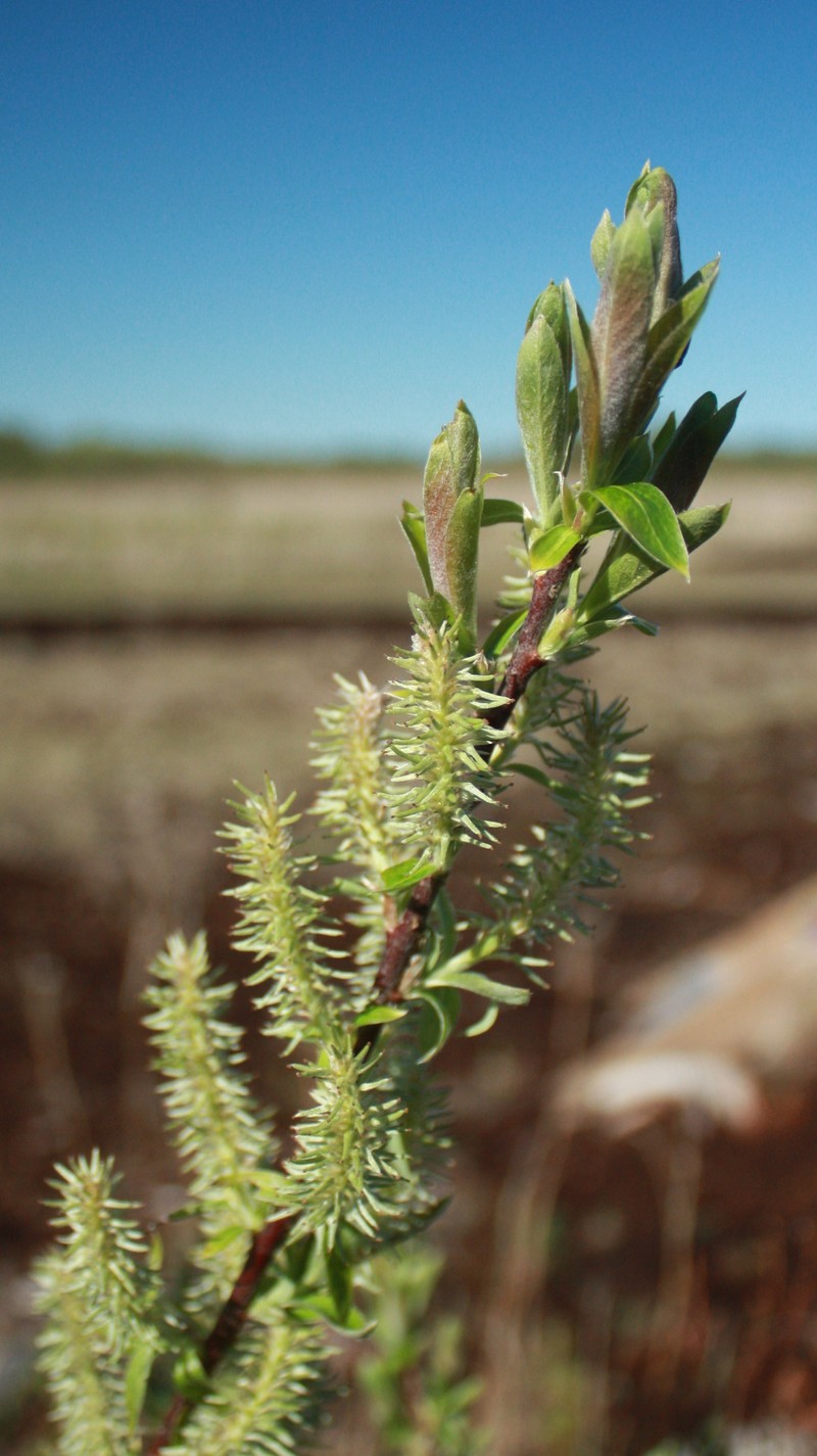 Laurent's Willow photo 2