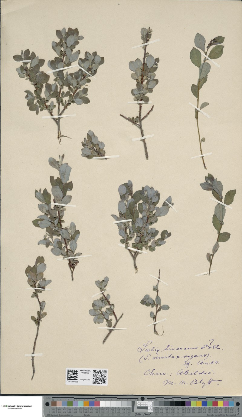 Salix × livescens