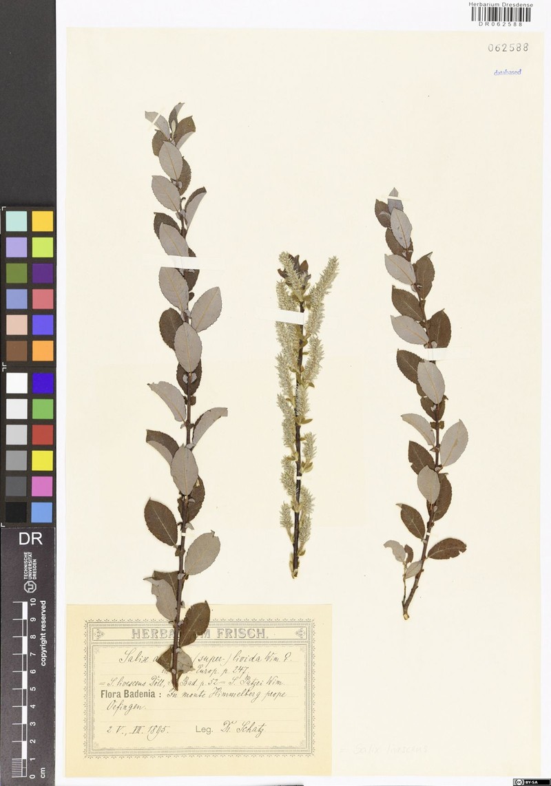 Salix × livescens photo 2