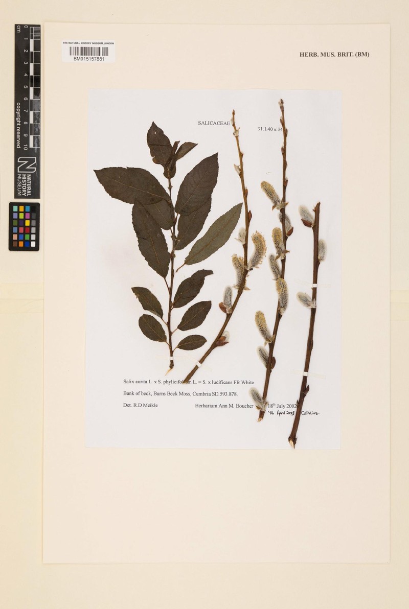 Salix × ludificans