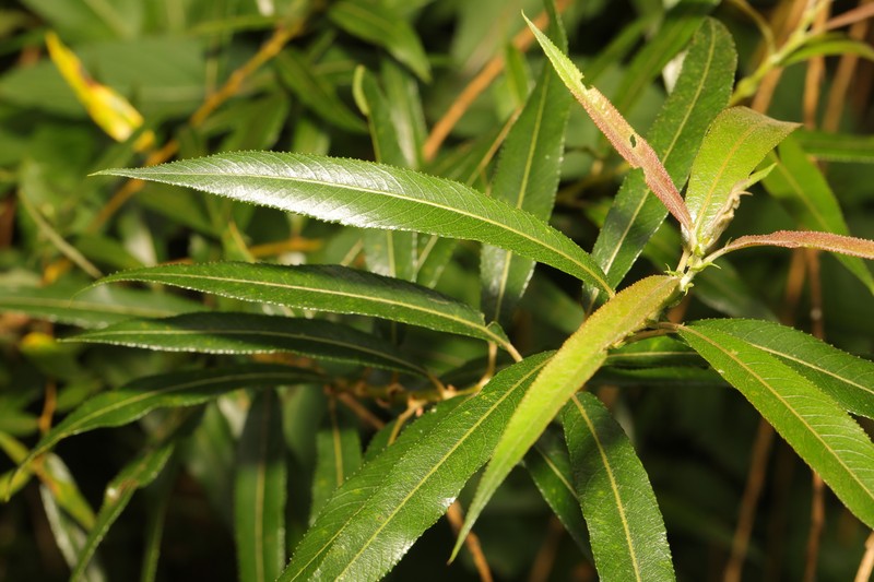 Sharp-Stipule Willow photo 2
