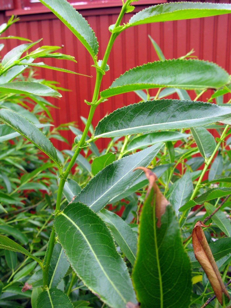 Sharp-Stipule Willow photo 3