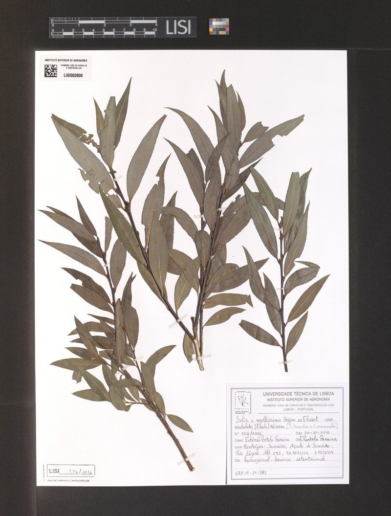 Sharp-Stipule Willow photo 4