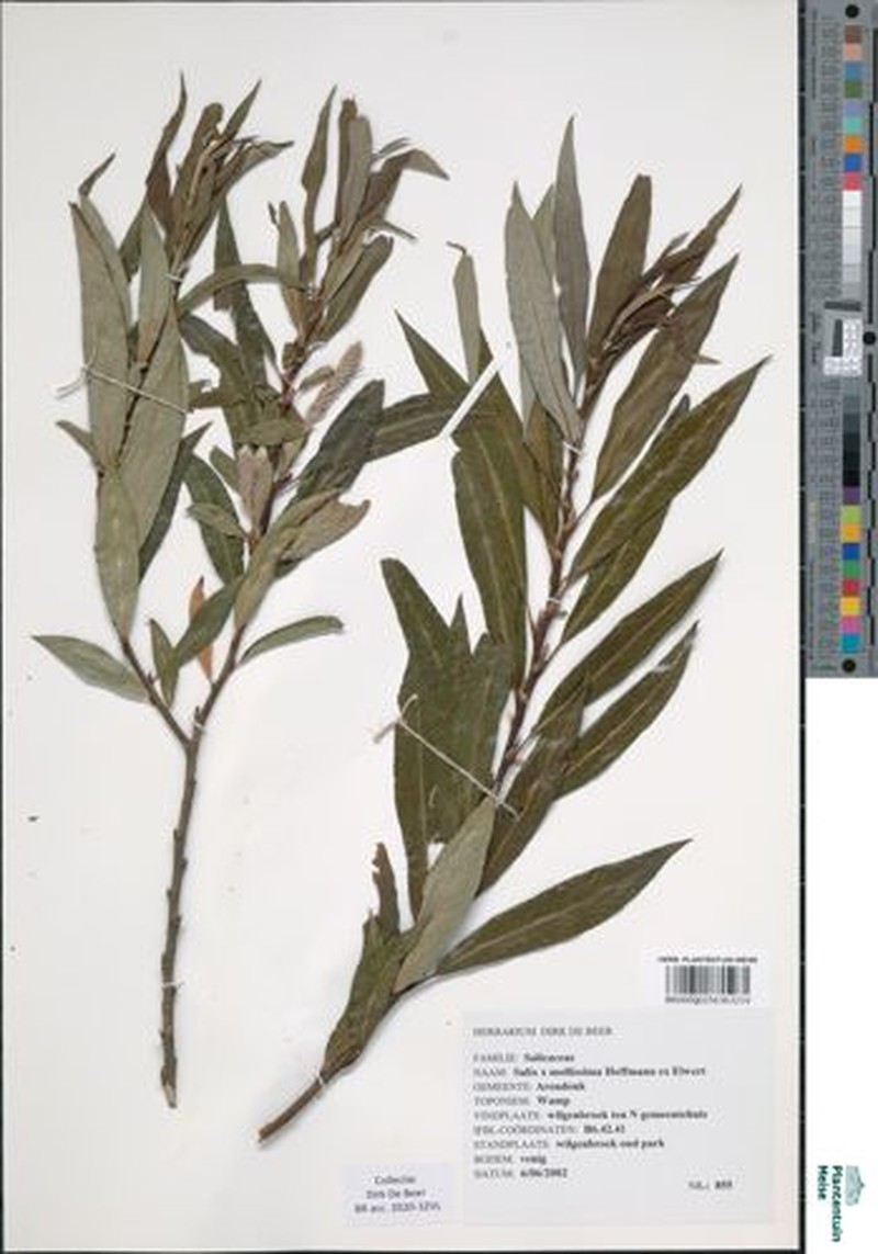 Sharp-Stipule Willow photo 5