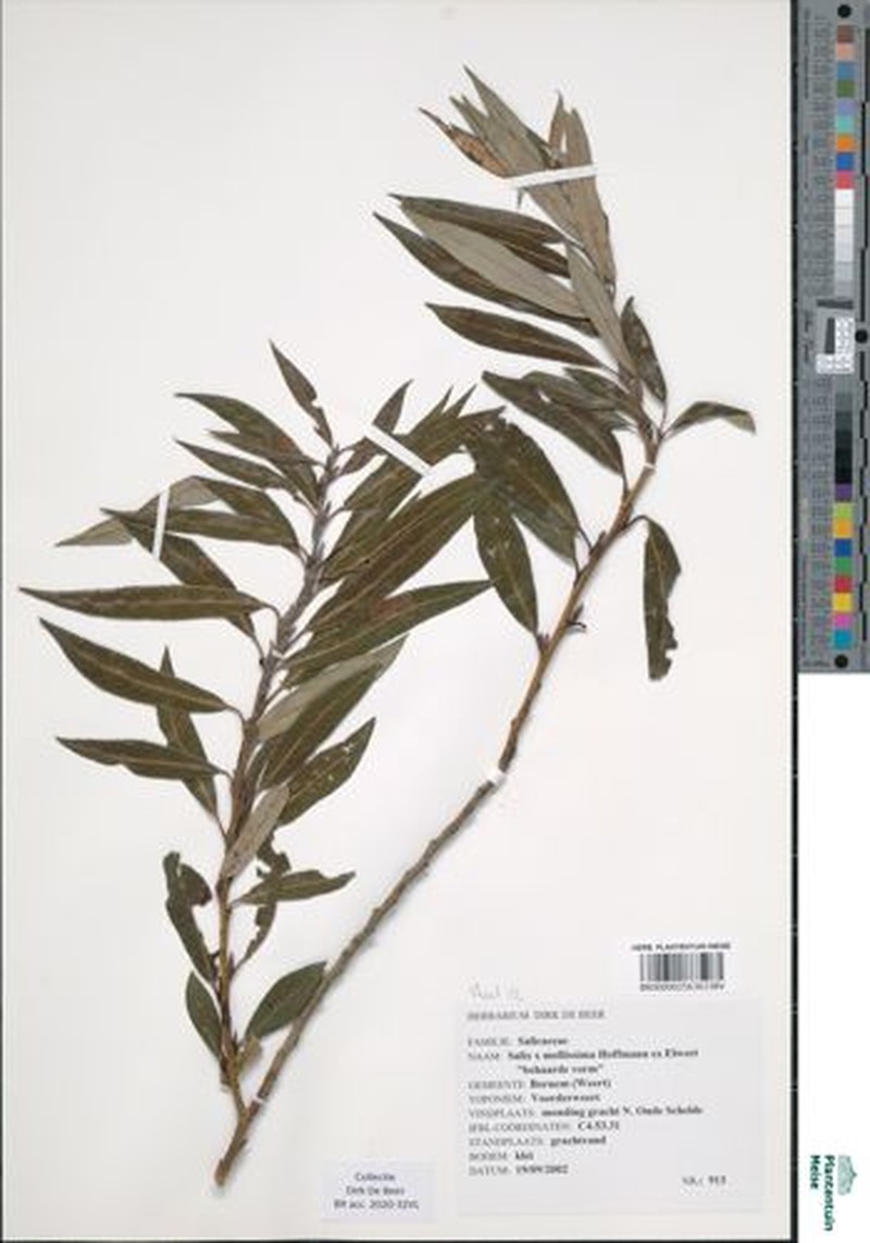 Sharp-Stipule Willow photo 6