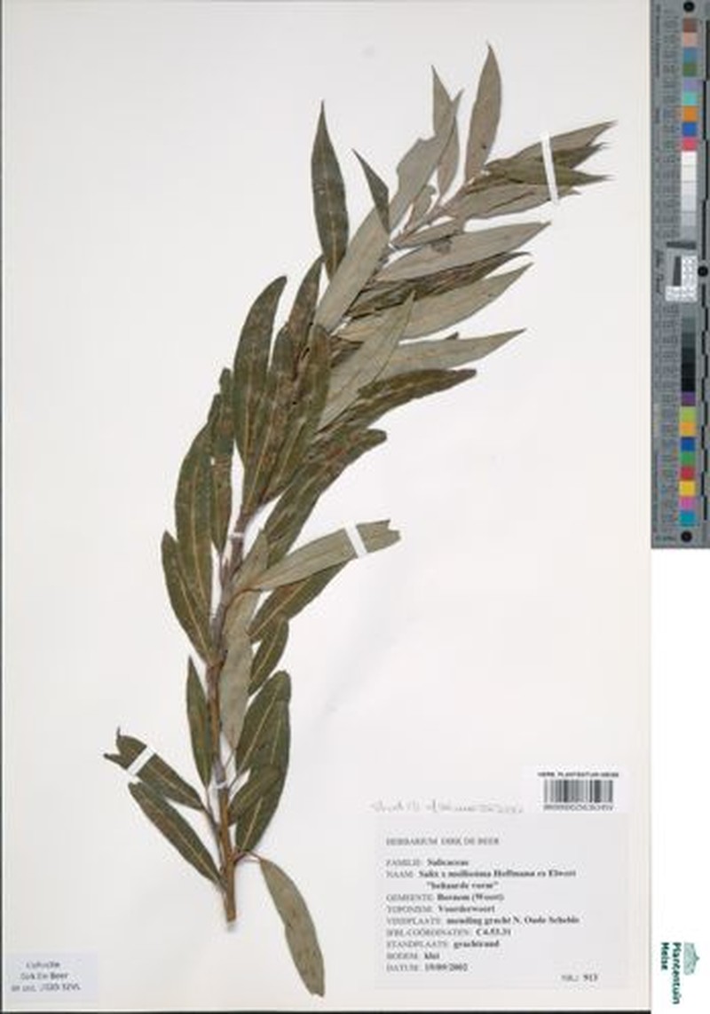 Sharp-Stipule Willow photo 7