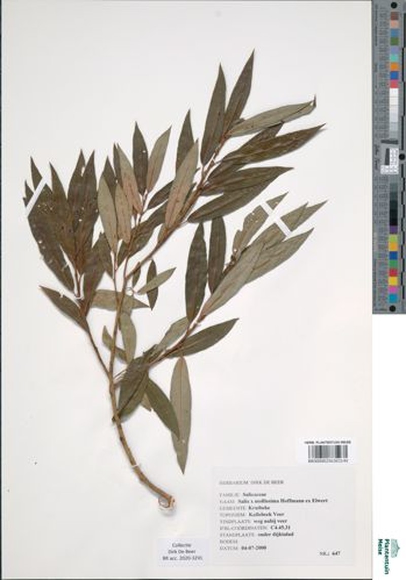 Sharp-Stipule Willow photo 8