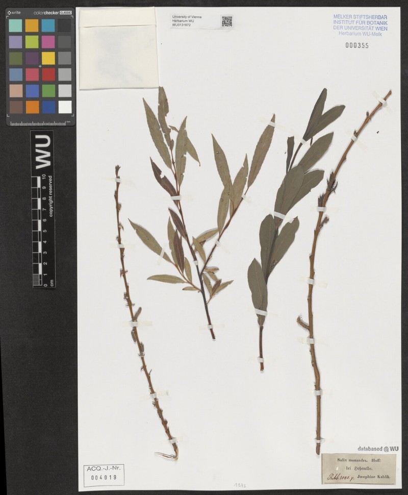 Salix × montana