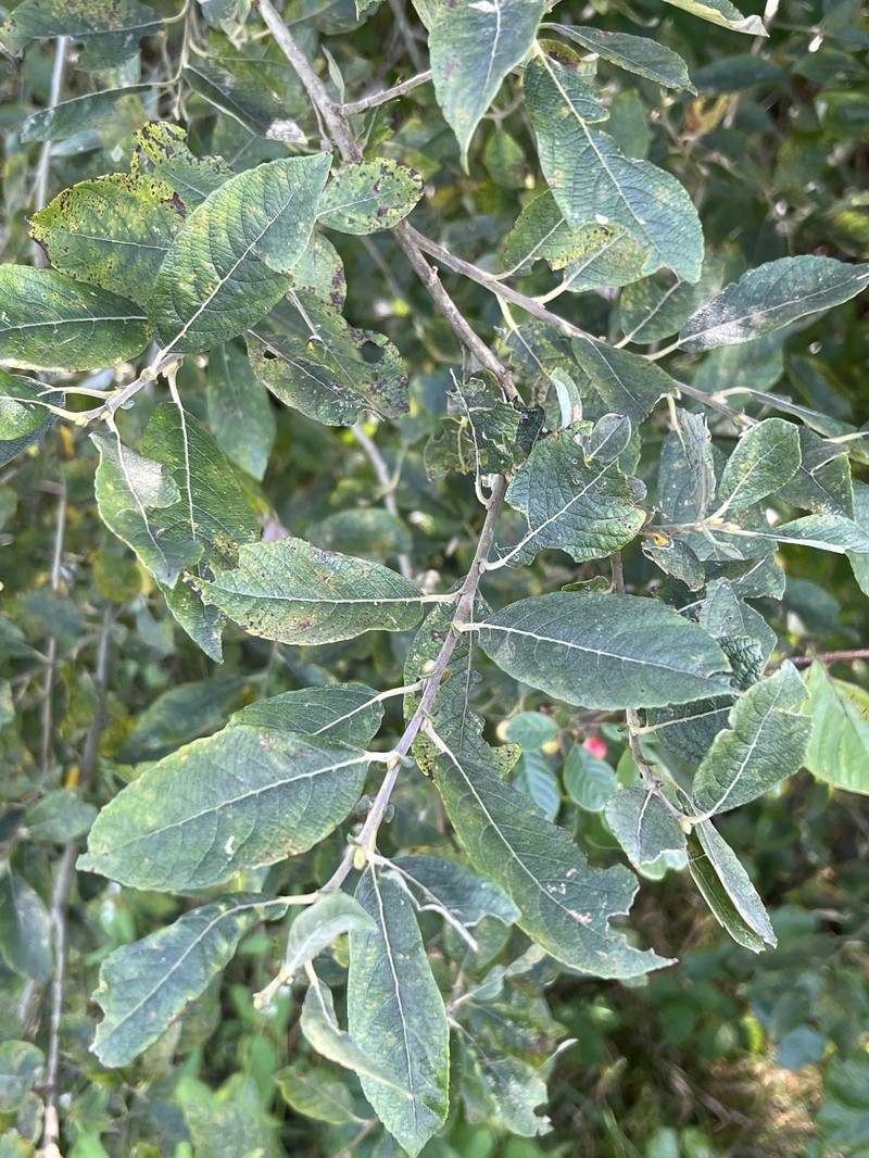 Salix × multinervis photo 3
