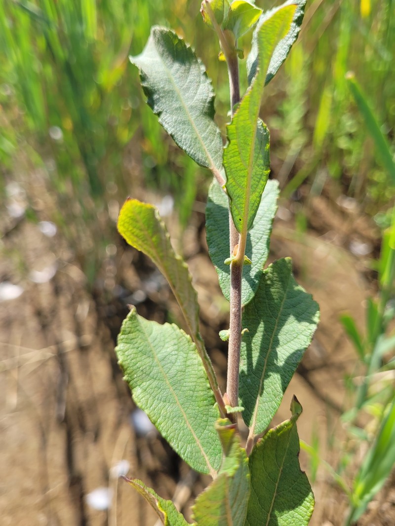 Salix × multinervis photo 6