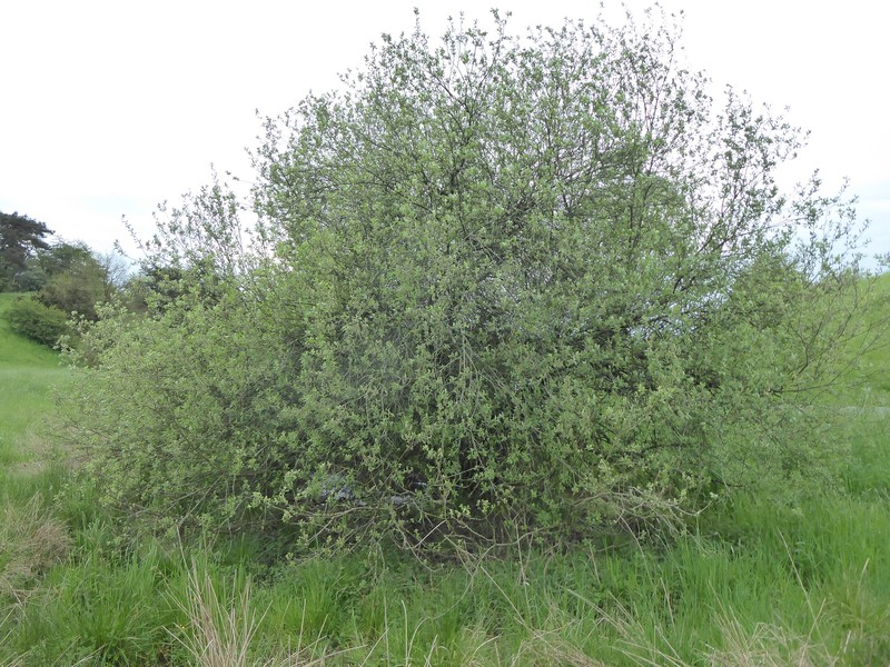 Salix × multinervis photo 8