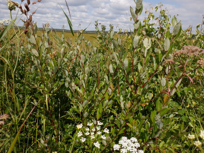 Salix × myrtoides