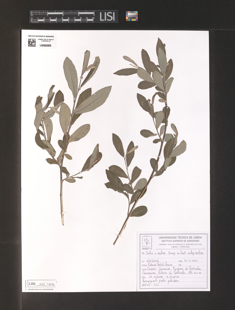 Salix × nobrei