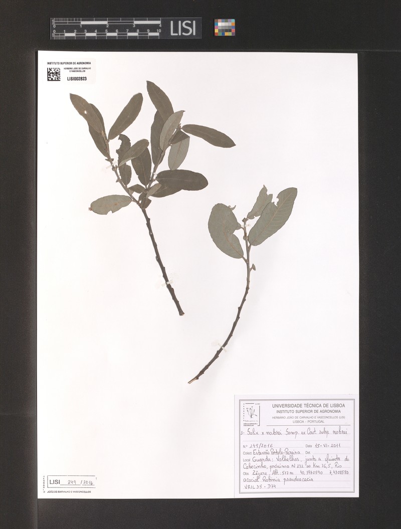 Salix × nobrei photo 2