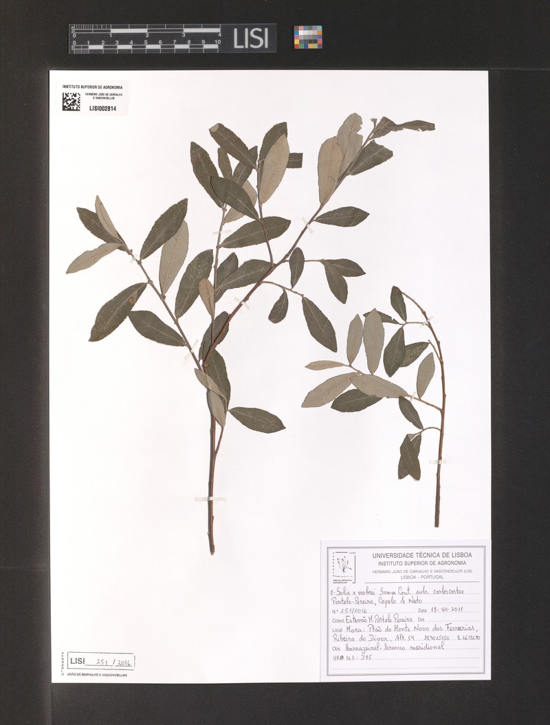 Salix × nobrei photo 3