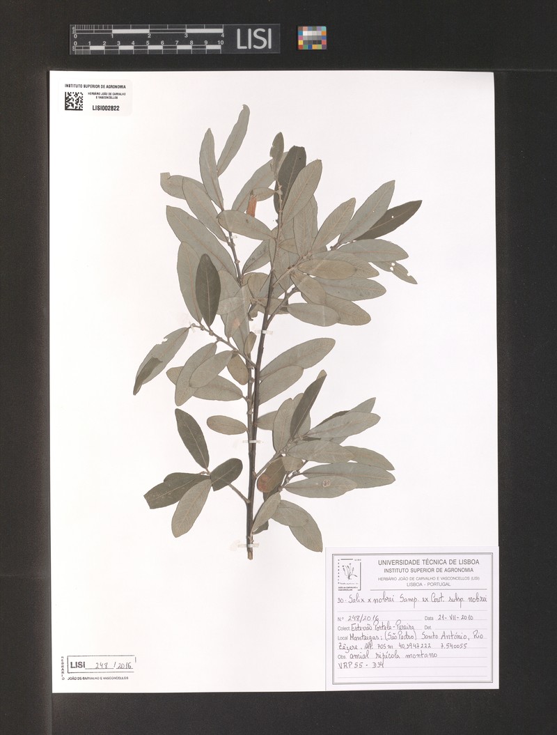 Salix × nobrei photo 6