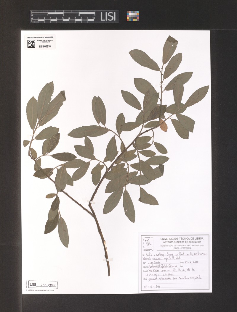 Salix × nobrei nothosubsp. carloscostae photo 2