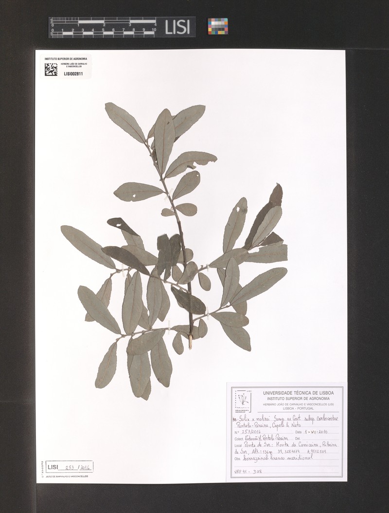 Salix × nobrei nothosubsp. carloscostae photo 3