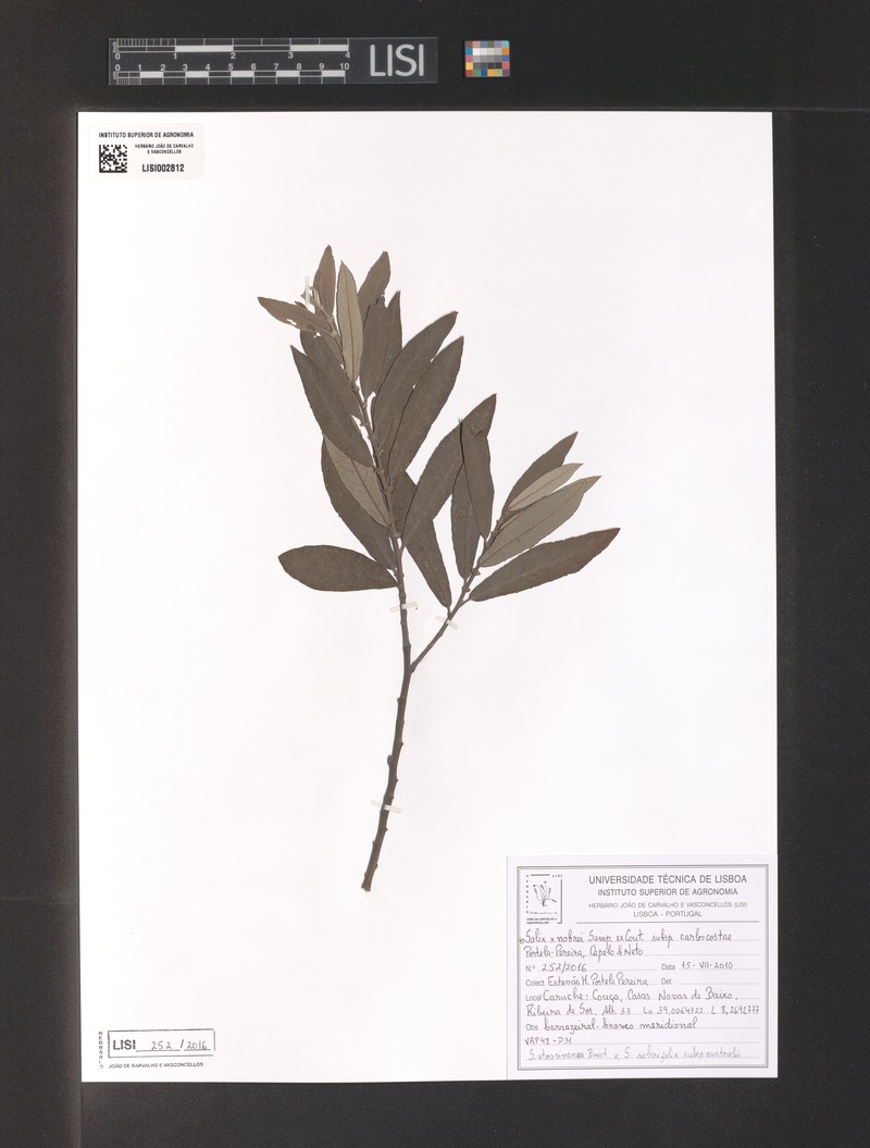 Salix × nobrei nothosubsp. carloscostae photo 4