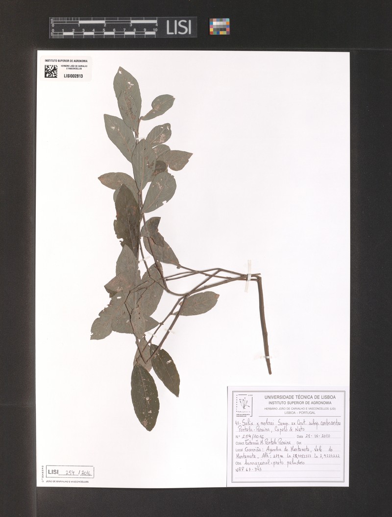Salix × nobrei nothosubsp. carloscostae photo 5