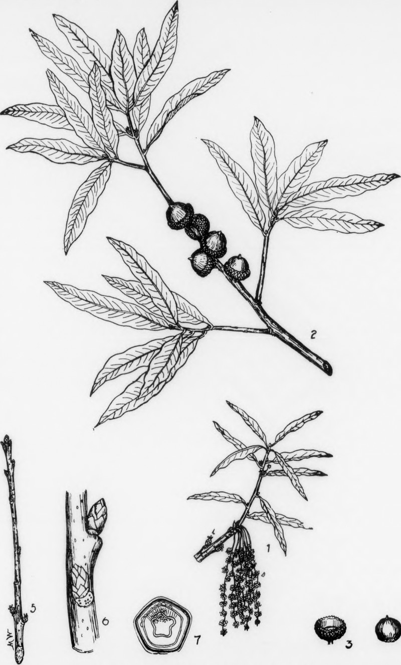 Obtuse Willow photo 2