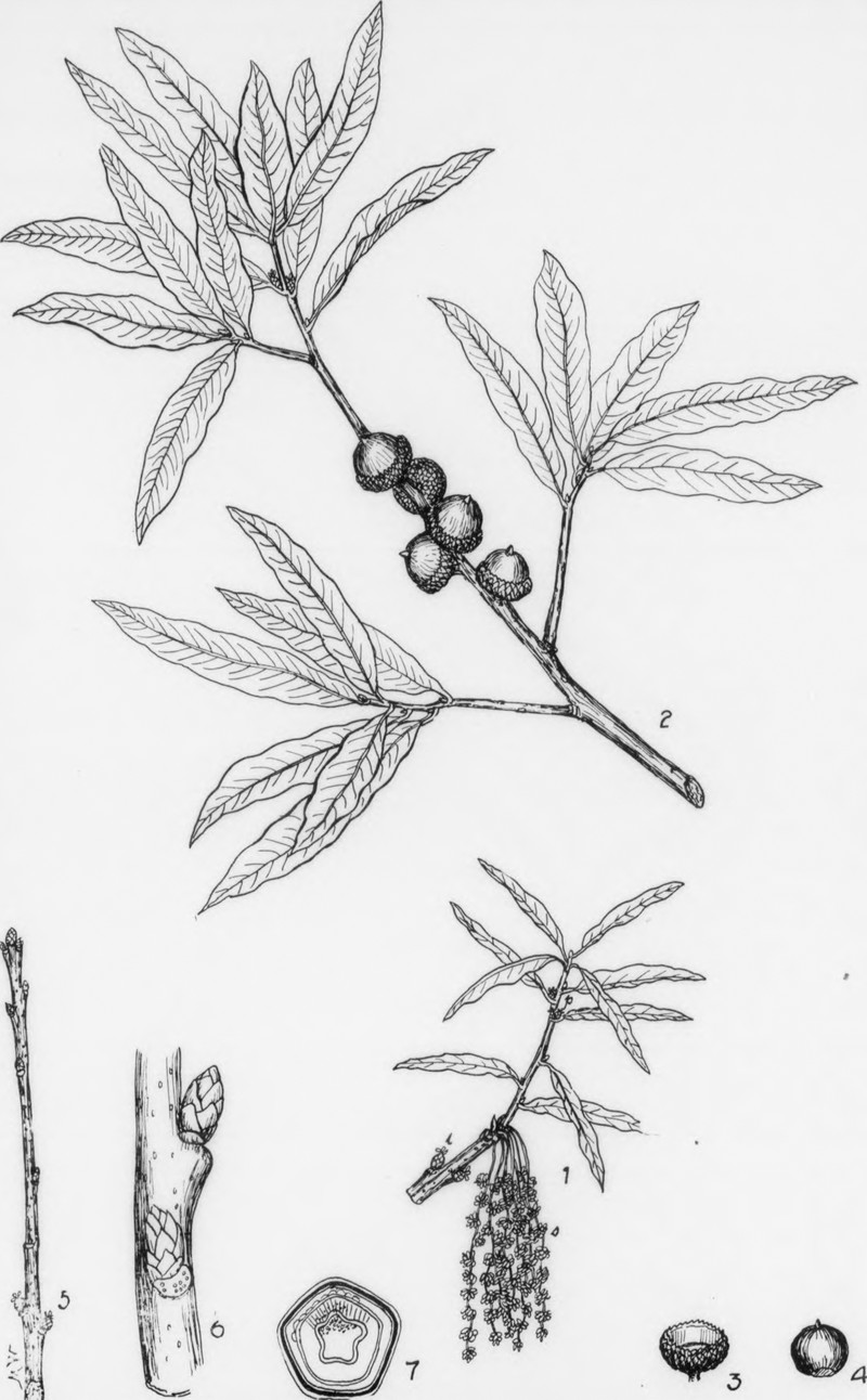 Obtuse Willow photo 3