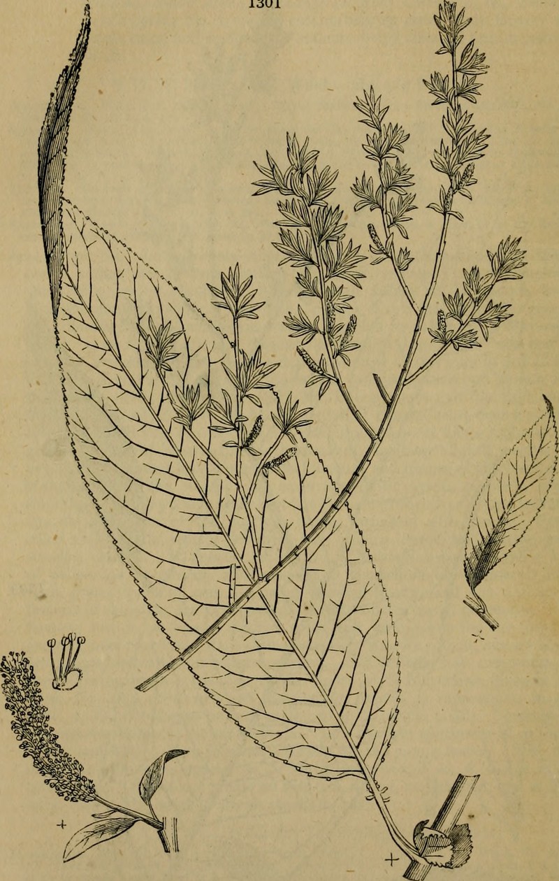 Obtuse Willow photo 4