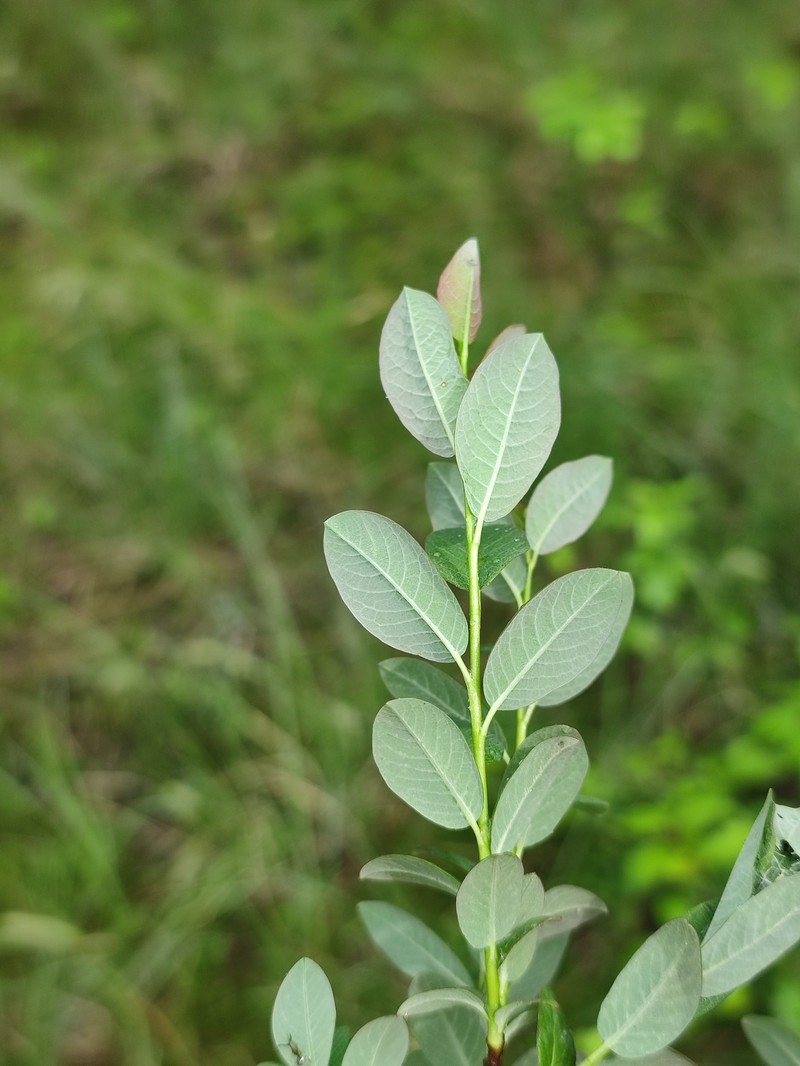 Salix × onusta photo 3