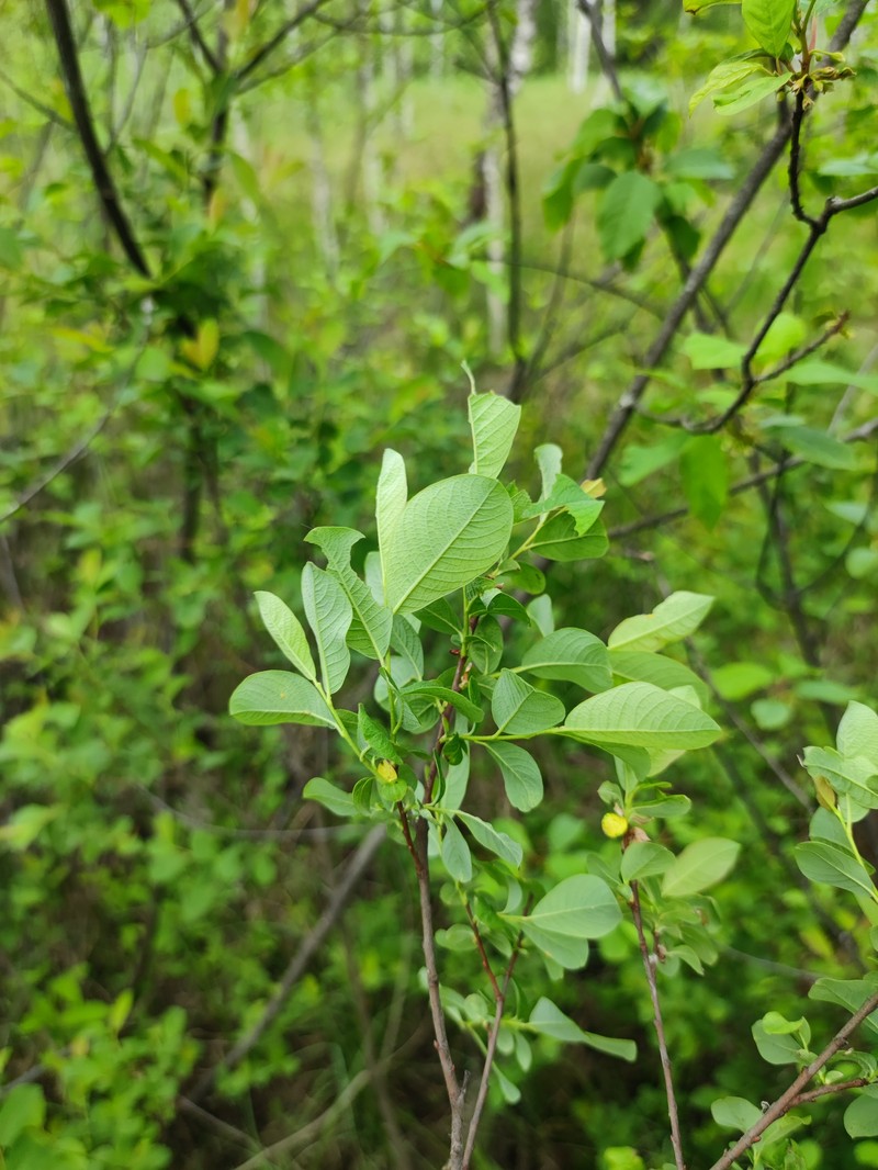 Salix × onusta photo 6