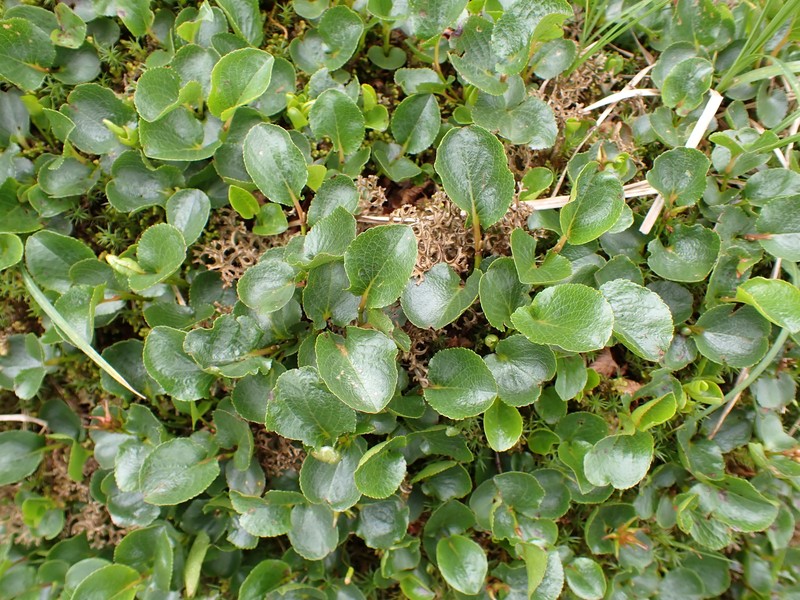 hybrid willow