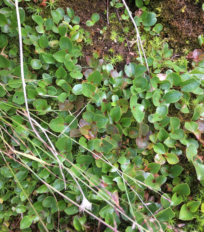 hybrid willow photo 2