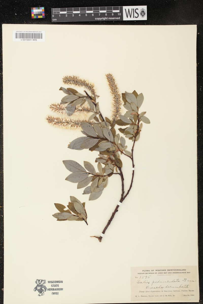 Blackbract Willow
