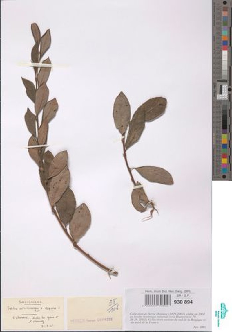 Salix × quercifolia