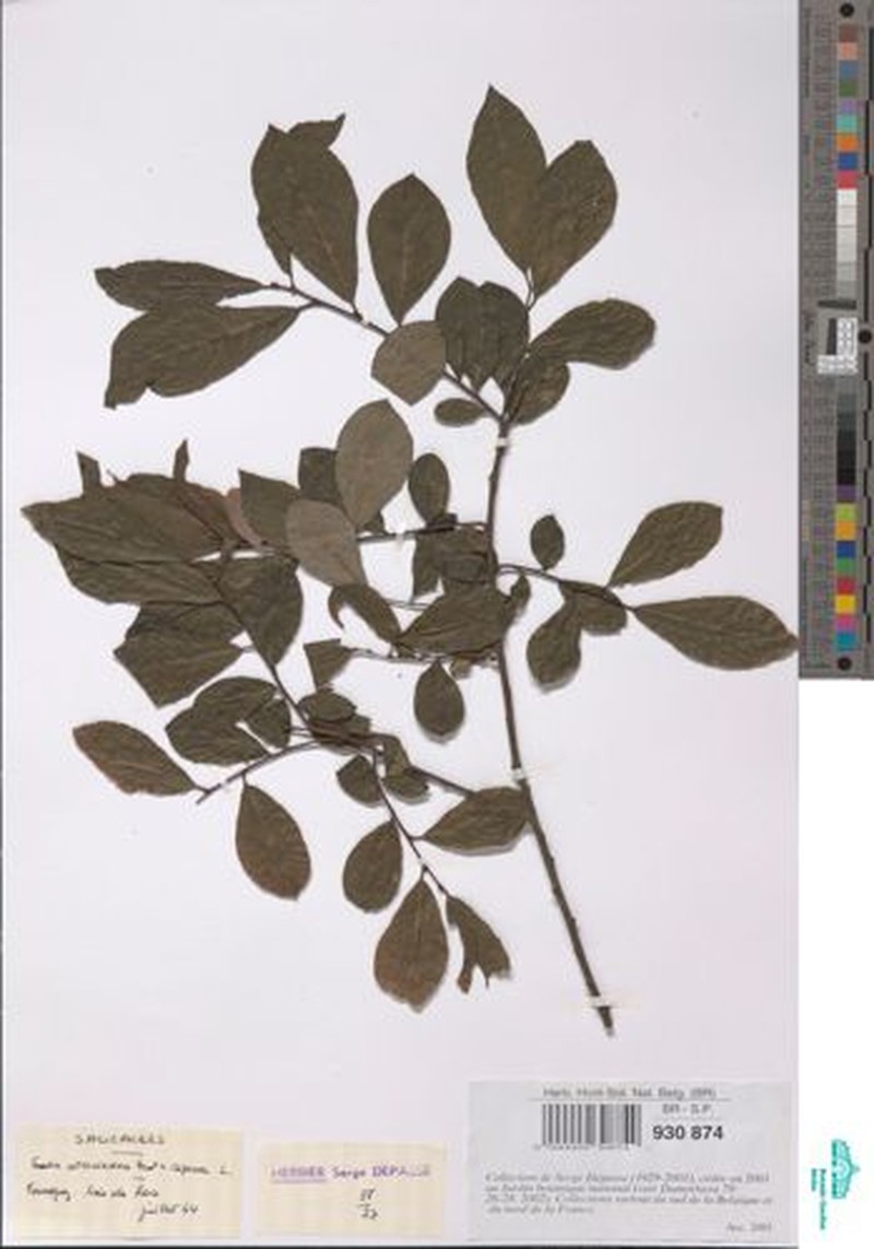 Salix × quercifolia photo 2