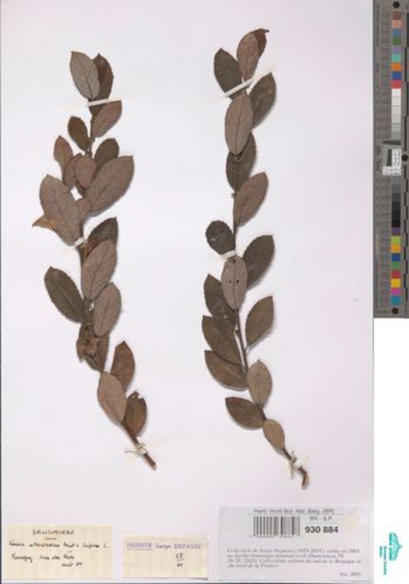Salix × quercifolia photo 3